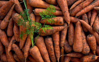 Fresh raw carrots with green leaves. Texture, background. Top view, flat lay