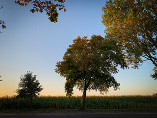 autumn in the park, sunrise, landscape