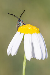 Motyl lśniak szmaragdek na rumianku - obrazy, fototapety, plakaty