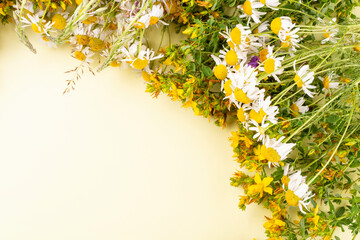 Frame of medicinal herbs (chamomile, St. John's wort) on a yellow background. Space for text.