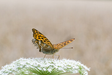 Motyl dostojka malinowiec na brązowym tle
