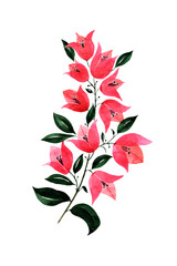 pink bougainvillea flower, painted in watercolor
