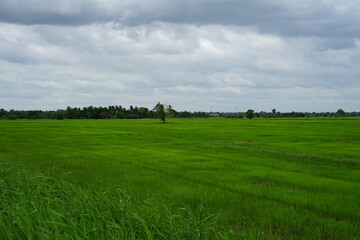 The beauty of green rice fields