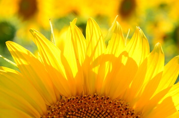 Sunflower closeup, blurred background