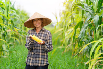 Asian women farmer holding a fresh corn and perfect corn in field. Agriculture.