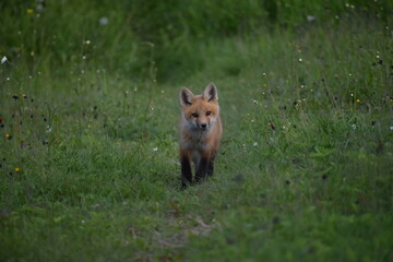 A young fox in the spring, Sainte-Apolline, Québec, Canada