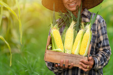 Close up hand of farmer holding a crate filled with sweetcorn standing in corn field. Agriculture.