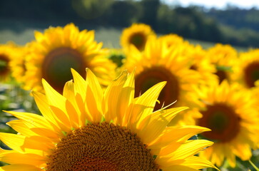 Obraz premium Sunflowers closeup, blurred background