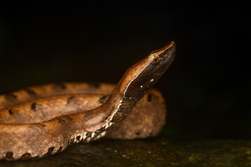Portrait of hump-nosed pit viper showing side profile and head details