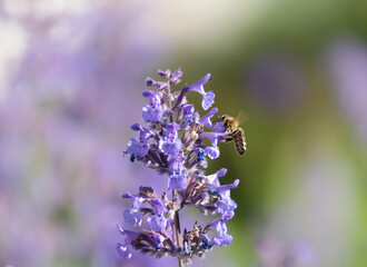 Sage with a bee