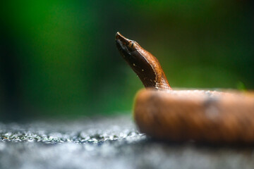Creative macro portrait of a hump-nosed pit viper with shallow depth and green background