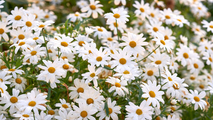 Closeup of fresh daisies and flowers in growing in a lush green garden. A bunch of white blossoms in a meadow, beauty in nature and peaceful, relaxing fresh air. Bright blooms in a zen backyard