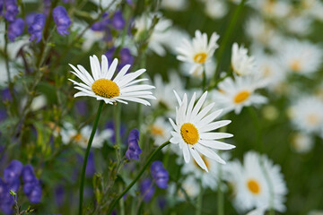 Bunch of white daisies and flowers growing in a lush botanical garden in the sun outdoors. Vibrant Marguerite blooming in spring. Scenic landscape of bright plants blossoming in nature