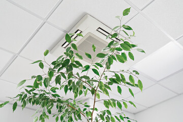 Cassette Air Conditioner on ceiling in modern light office or apartment with green ficus plant leaves. Indoor air quality