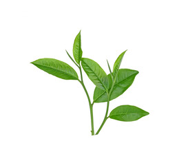 green tea leaf isolated on white background