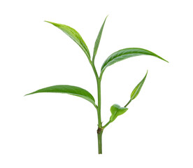 green tea leaf isolated on white background