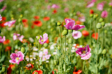 Obraz na płótnie Canvas Panorama of a field of rose corn poppy. Beautiful landscape view on summer meadow. Germany.