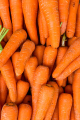 A pile of Danvers or medium sized carrots for sale at local public market.