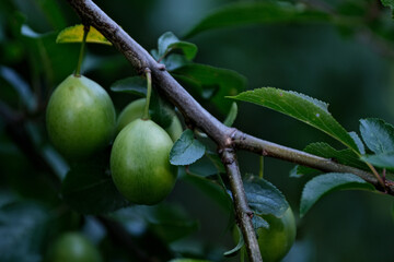 Green unripe plum on a tree branch in the garden in summer. Growing plants