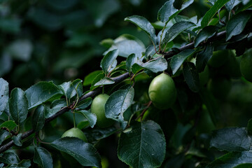Green unripe plum on a tree branch in the garden in summer. Growing plants