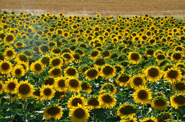 Obraz premium Field of cornflowers scenery, cornfield in the background