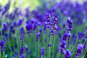 Naklejka na ściany i meble Sunny violet lavender flower field with selective focus. Aromatherapy concept. Floral background