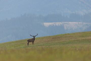 Red deer, cervus elaphus, looking to the camera on hills in autumn. Majestic stag standing on grassland in fall with copy space. Male mammal watching on field.