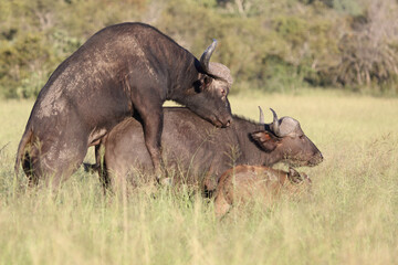Kaffernbüffel / African buffalo / Syncerus caffer