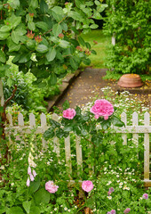 Pink French roses and common foxglove flowers growing and blossoming in lush green garden with white picket fence. Horticulture, cultivation of decorative plants in secluded and private home backyard