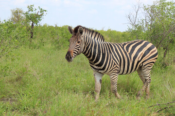 Steppenzebra / Burchell's zebra / Equus burchellii