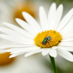 Obraz premium Fly pollinating a white daisy flower outdoors, common green bottle bug. Closeup of blowfly feeding off nectar from the yellow pistil on a marguerite plant. Macro of a wildlife in harmony with nature