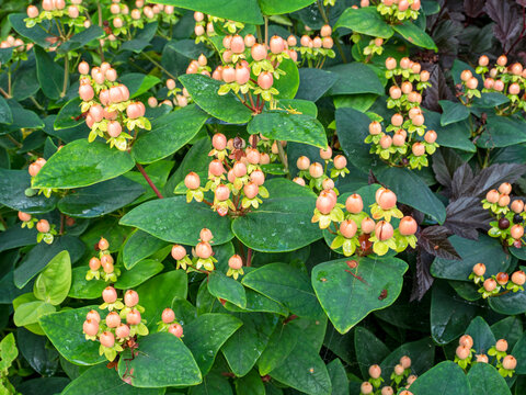 Tutsan plant with berries and green leaves