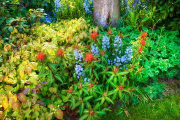 Fototapeta na wymiar Purple bluebell and red fireglow spurge flowers growing and blossoming in a lush green garden during spring from above. Cultivation of decorative plants in a secluded and private home backyard