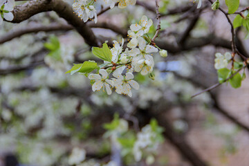 tree blossom