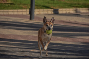 Perro jugando con su pelota