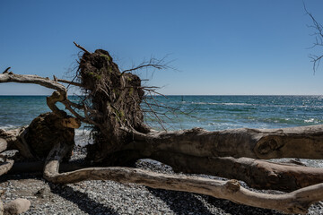 Baumstämme am Ufer in der Stubbenkammer, Rügen