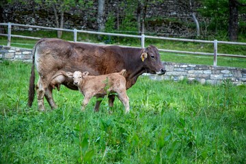 Mother cow with calf, heifer with calf © Bobby Burch