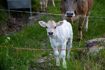 Baby cow calf in a field © Bobby Burch