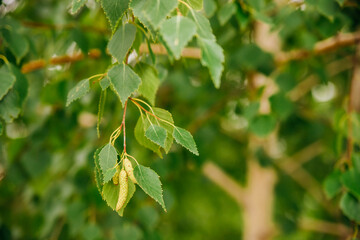 Fresh green spring background with birch catkins and young juicy green leaves on branches. Betula pendula. Close-up.