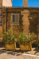 Oleanders and yuccas in stone planters in a residential street in the historic centre of Izola on the coast of Slovenia
