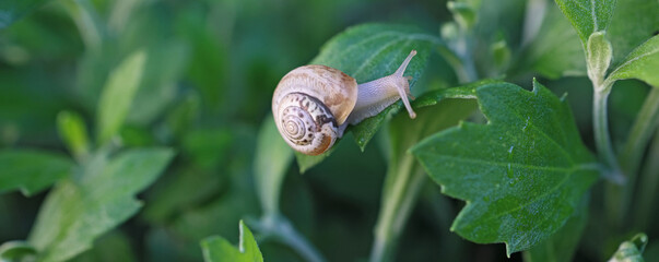 small snail in a shell crawls on the grass, a summer day in the garden. close up of small snail on plant leaf in garden outdoor, mollusk macro © proxima13