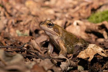 Common Frog (Rana temporaria) on a forest floor