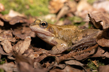 Common Frog (Rana temporaria) on a forest floor