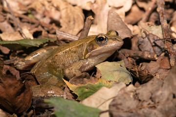Common Frog (Rana temporaria) on a forest floor