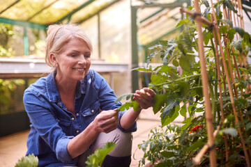 Mature Woman Growing Tomatoes In Greenhouse At Home - obrazy, fototapety, plakaty