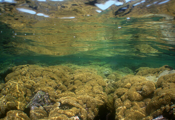 CORAL REEF , CARIBBEAN SEA , VENEZUELA
