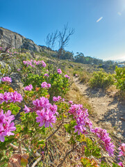 Narrow path on a mountain with colorful plants and trees in nature flourishing in their natural ecosystem in Cape Town. Pink flowers on green stems growing on a hill side on a sunny day with blue sky