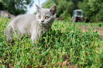 little Cute grey fluffy kitten outdoors. kitten first steps.