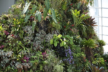 Various species of tropical plant setting up of the artificial mountain.