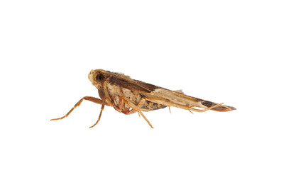 Meal moth isolated on white background, Pyralis farinalis